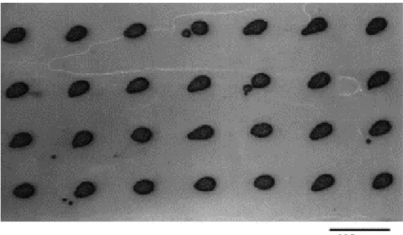 Fig. 7 : Motifs générés par l’impact de gouttes satellites 