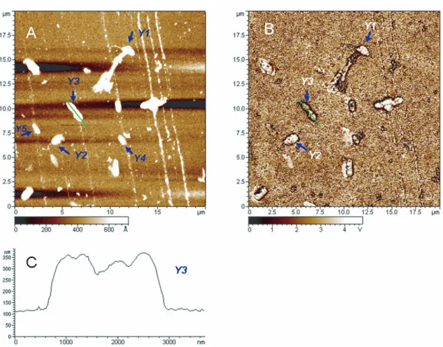 Fig. 5. Images AFM prises sur un substrat de verre recouvert d’or d’une population bactérienne : A) Topographie, B) Phase, C) Coupe verticale prise selon le trait apparaissant sur les figures 5A, B.