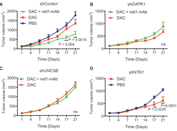 Figure 5. Sensitivity of MDA-MB-231 cell lines stably transfected with shRNA targeting DAPK1, UNC5B, and NTN1 to treatments combining DAC and net1-mAb.