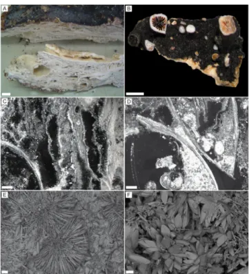 Table 1. Mean, standard deviation, and range of oxygen and carbon isotopic compositions of carbonates and mussel shells