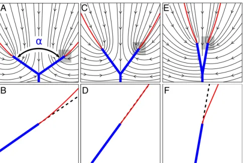 Fig. 3. Streamlines (black) of a groundwater ﬁ eld arriving from in ﬁ nity to a Y-shaped bifurcation (blue), for different values of the opening angle α 