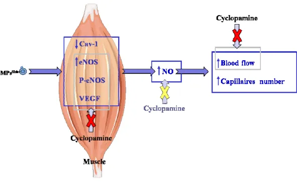 Fig. 7: Schematic representation of  in vivo  effects triggered by MPs Shh+  on skeletal muscle