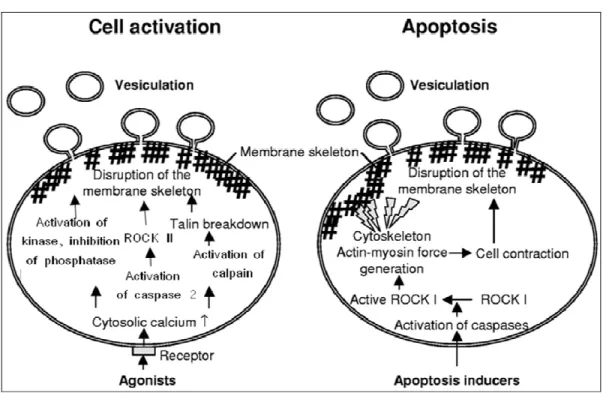 Fig.  2:  Schematic  representation  of  general  mechanisms  involved  in  MP  formation  during  cell  activation and apoptosis (Modified from VanWijk et al