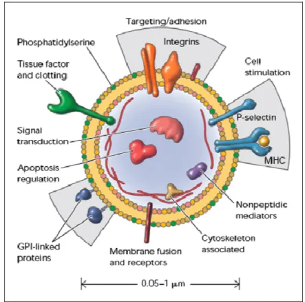 Fig.  3:  Cellular  MPs:  a  disseminated  storage  pool  of  bioactive  effectors. .  MPs  are  shed  from  the  plasma membrane of stimulated cells