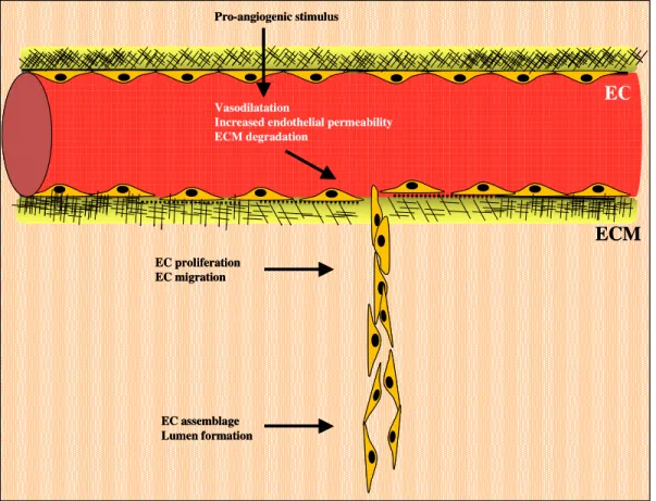 Fig. 4: Early events implicated in new vessel formation. Angiogenic stimuli (hypoxia, growth factor,  inflammation  or  mechanical  factors)  cause  vasodilatation,  and  increased  endothelial  cell  (EC)  permeability