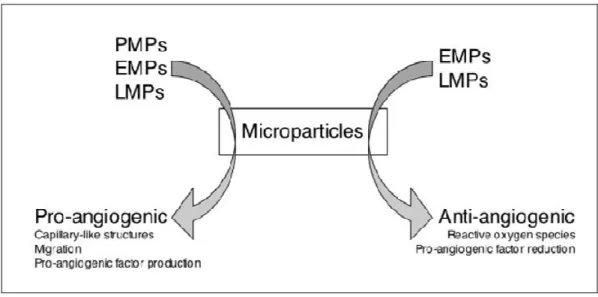 Fig.  5:  Differential  effects  of  MPs  on  angiogenesis  depending  on  their  origin