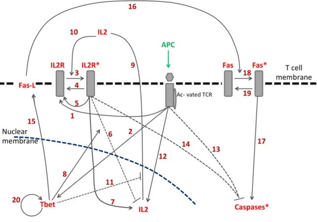 Figure 2.2 – The Simplified molecular signaling pathway of a CD8 T-cell. The molecular network gets activated by T-cell receptor (TCR) signaling once a T-cell encounters an antigen presenting cell (APC)