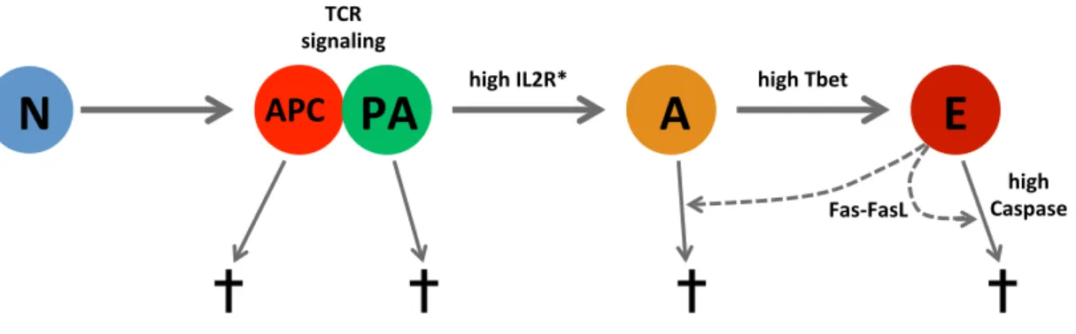 Figure 2.3 – Schematic diagram of the linear activation pathway for the CD8 T-cells. Due to TCR signaling (as shown in Figure 2.2), once a naïve T-cell comes into contact with an APC it becomes preactivated, then evolves to an activated cell when its IL2R 
