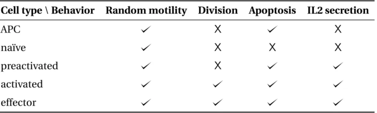 Table 2.2 – Behaviors of the APC and T cell stages.