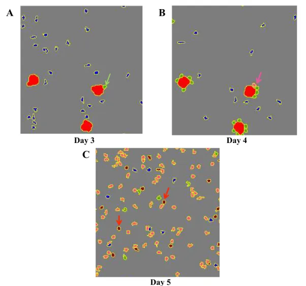 Figure 2.4 – Representative simulation snapshots showing the evolution and differentiation of T-cells following the APC encounter