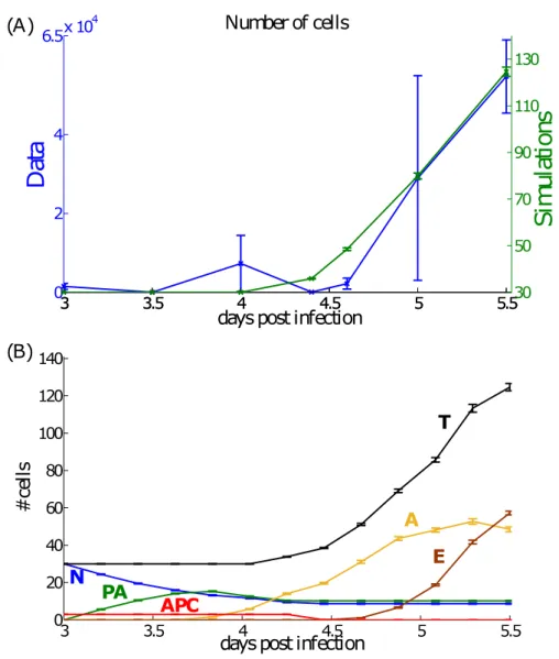Figure 2.5 – Results at the population level: cell counts. (A) Simulation results in green (right y-axis), with the average (of 10 simulations) marked with circles, and experimental results in blue (left y-axis), for the total CD8 T-cell counts