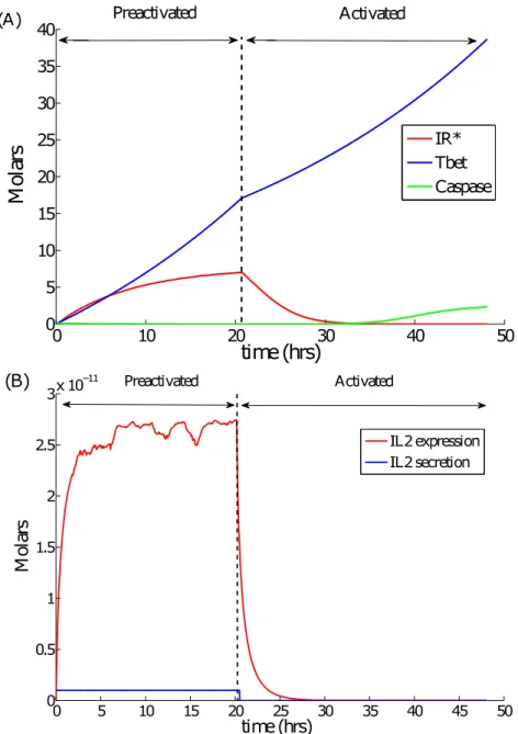 Figure 2.6 – Molecular values of activated IL2R (IL2R ∗ ), Tbet and caspase, along with IL2 expres- expres-sion and secretion, from a single preactivated and activated T- cell