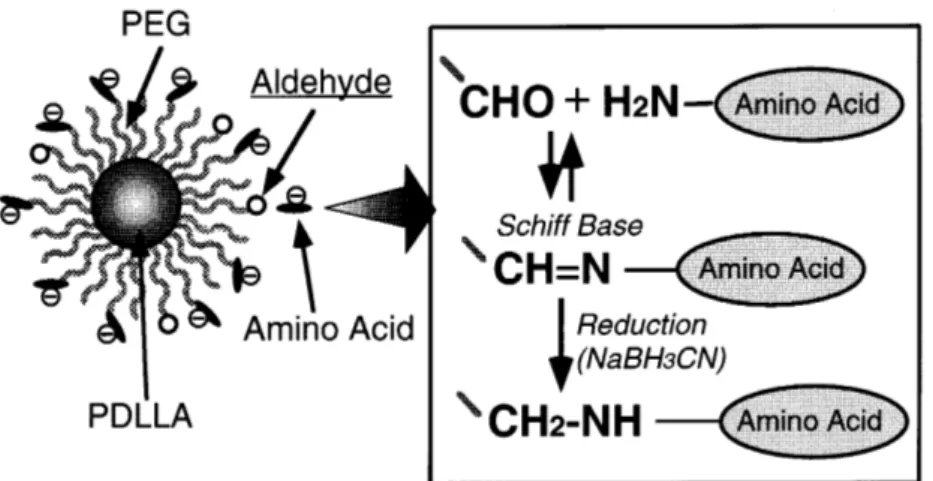 Figure I.29 - Réaction entre aldéhyde et amine sur des particules de Poly(D,L-Lactide) fonctionnalisées avec des  PEG (Yamamoto et al., 1999, [103]) 