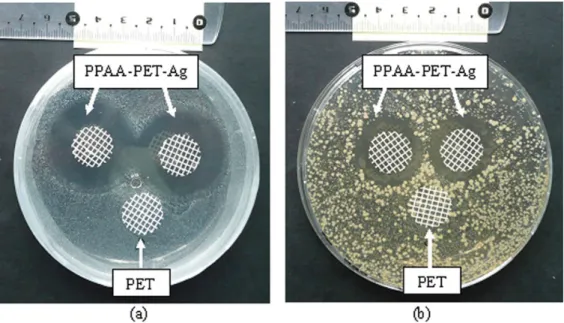 Figure IV.30 - Exemple de visualisation d'une zone d'inhibition autour d’échantillons fonctionnalisés avec des  particules d’argent, sur Staphylococcus aureus (a) et Escherichia coli (b) [22] 