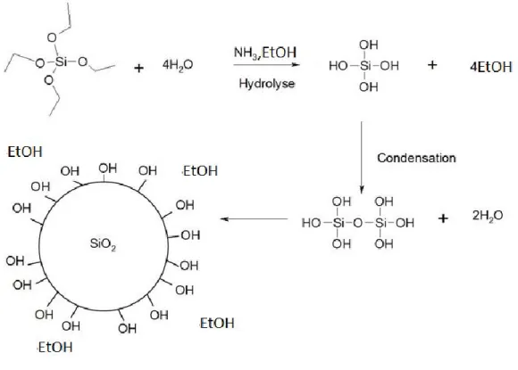 Figure III.1 : Schéma des réactions chimiques de la formation des nanoparticules de silice 