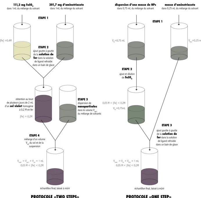 Figure  III.6 :  représentation  schématique  des  manipulations  suivies  pour  chacun  des  deux  protocoles 