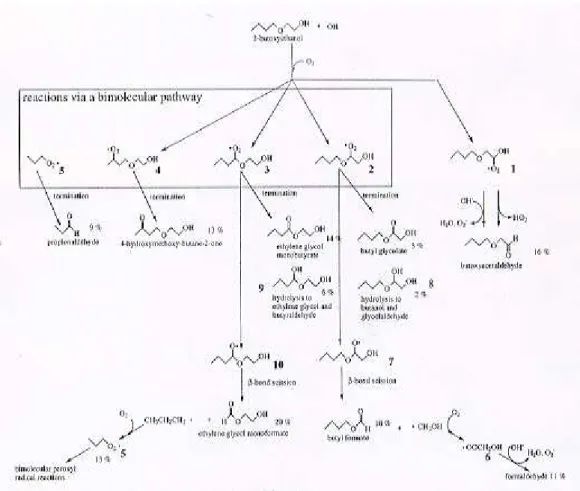 Figure 1-8. Mécanisme d’oxydation par le radical OH du 2-butoxyéthanol en phase aqueuse,  d’après Stemmler et von Gunten, 2000a
