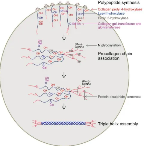 Fig. 2.4 Post-translational modiﬁcations and assembly of the procollagen molecule in the endo- endo-plasmic reticulum (from (Myllyharju, 2005), with permission)