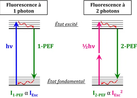 Figure 2 : Diagrammes de Jablonski simplifiés des processus de fluorescence excitée  à 1 et 2 photons