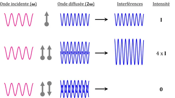 Figure 7 : Effet de l’orientation des harmonophores sur le signal SHG : cas de deux  harmonophores  orientées  parallèlement  (interférences  constructives)  ou   anti-parallèlement (interférences destructives)