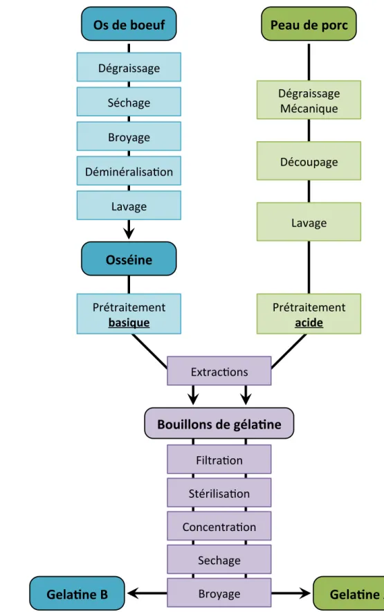 Figure 1 : Procédé industriel d’extraction de la gélatine (A et B) à partir d’os de bœuf  et de peau de porc