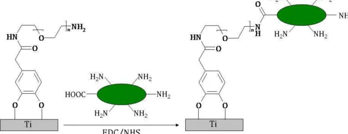 Figure 15 : Greffage de la Mag sur les surfaces Ti-Cat-PEG. 