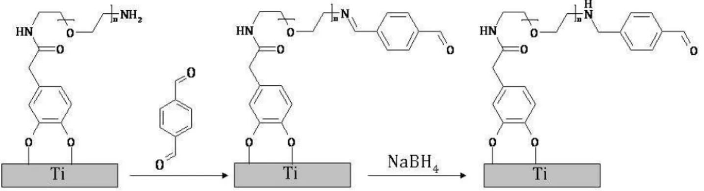 Figure 16 : Greffage du Téré sur les surfaces de Ti-Cat-PEG. 