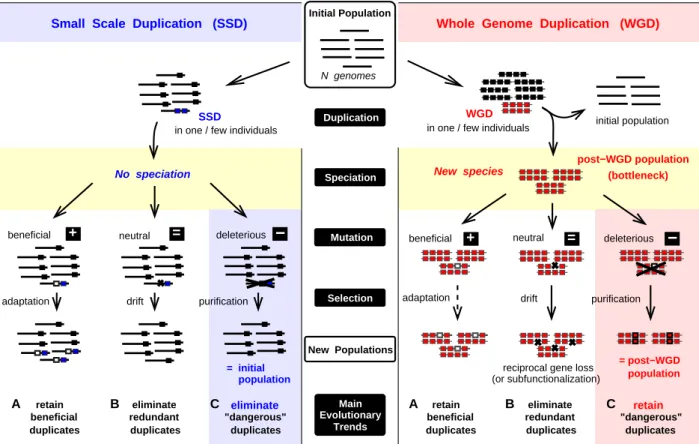Figure 4. Evolutionary Trends of Duplicated Genes following SSD or WGD