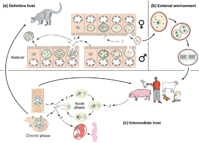 Figure 1. 9. Cycle de Toxoplasma gondii. (Ferguson, 2002). (a) Le chat est l’hôte définitif, chez qui  une phase de développement sexuée produit des oocystes, qui contaminent l’environnement (b)