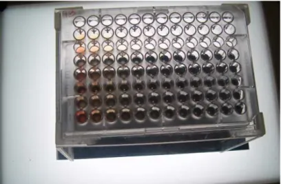 Figure 1. 11. Séries de dilutions de sérum dans une plaque pour une analyse sérologique des  anticorps anti-Toxoplasma gondii