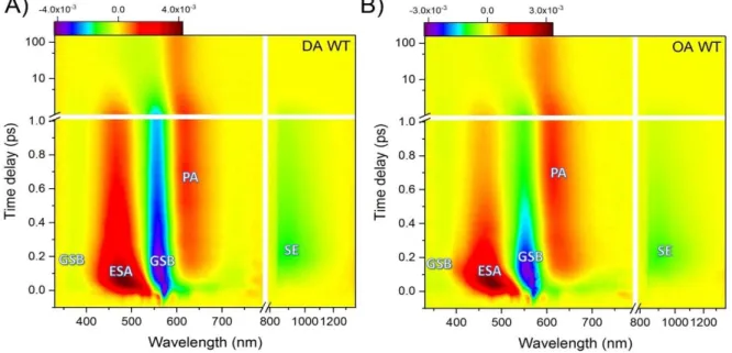 Fig. 37: Transient absorption maps of DA (A) and OA (B) proteins of WT-ASR after data treatment described in section 2.2.1; 