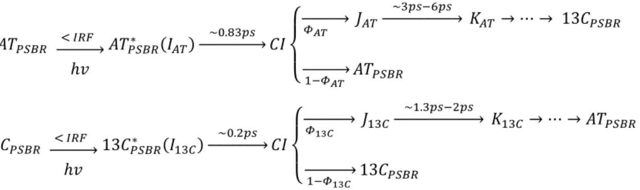 Fig. 46 : Reactive pathway scheme for the initial GS→K transition of the AT- and 13-C PSBRs photo-cycle.