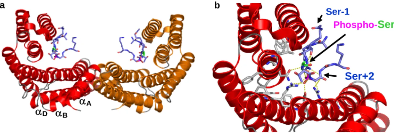 Figure 1-21 : Structure du dimère de la protéine 14-3-3 reconnaissant la phosphosérine S10 d’un  peptide (PDB 2clj)