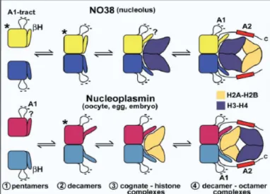 Figure 1-23  : Modèle général du mode d’interactions des histones avec NO38 et la nucléoplasmine