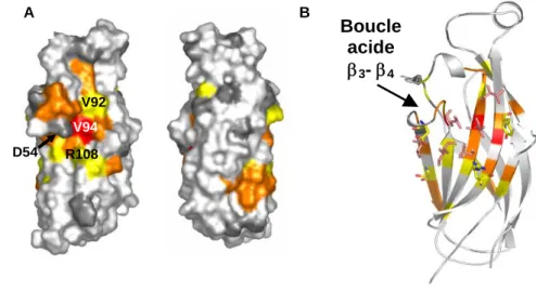 Figure 1-27 : Localisation de la région d’interaction de l’histone H3 sur Asf1 obtenue par RMN