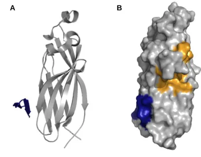 Figure 1-29 : Structure de Asf1A en complexe avec le domaine B de liaison de HIRA (PDB : 2i32)