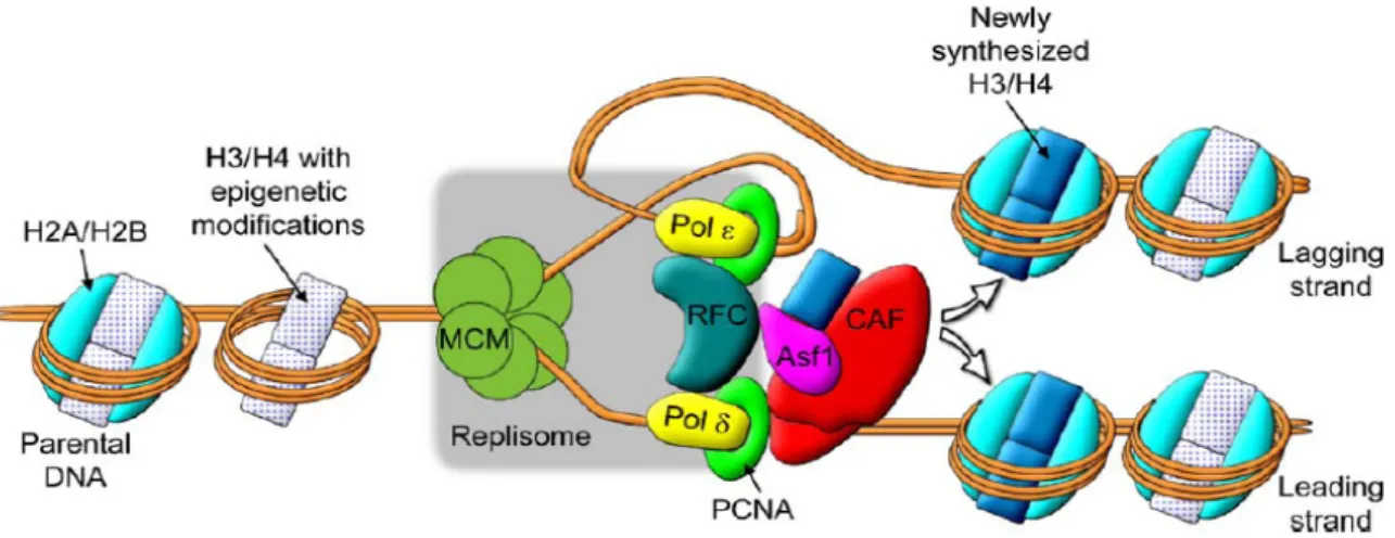 Figure 1-30 : Mécanisme possible de l’assemblage de nucléosomes impliquant la protéine Asf1 lors  de la réplication     