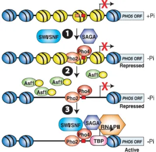 Figure 1-33  : Etapes d’activation transcriptionnelle du gène PHO5 par désassemblage de la chromatine