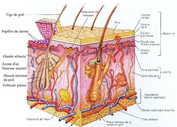 Figure 1-1 : Structure de la peau (Marieb 1993) 