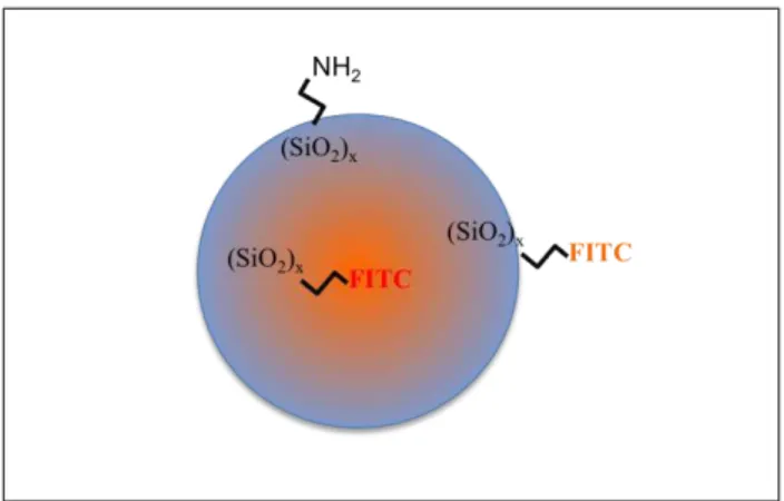 Figure 2-1: Structure schématique des nanoparticules fluorescentes 