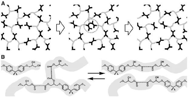 Figure 20. The vitrimer concept explained with the example of epoxy-acid resins. A. Topological  rearrangements; B