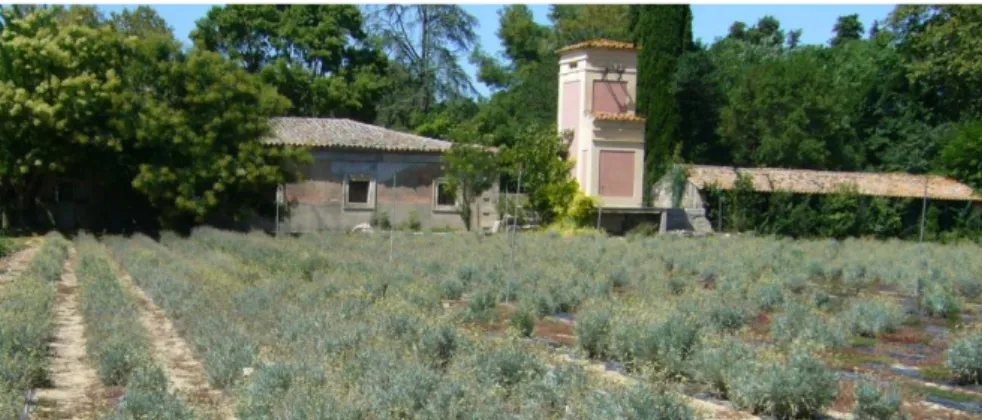 Figure 23. Guayule field, latex-producing plant well adapted to the Mediterranean climate