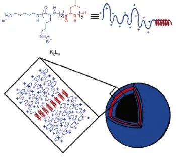 Figure  1-10.  Représentation  schématisée  de  vésicules  en  solution  aqueuse  pour  des copolymères poly(L-Lysine) 60 -b-poly(L-Leucine) 20 