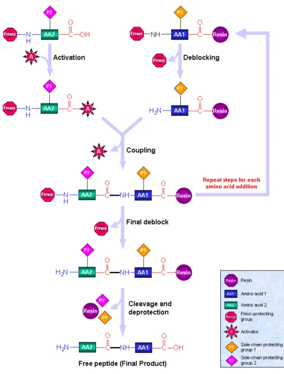 Figure  1-24.  Synthèse  d’un  dipeptide  en  phase  solide,  en  utilisant  des  dérivés 