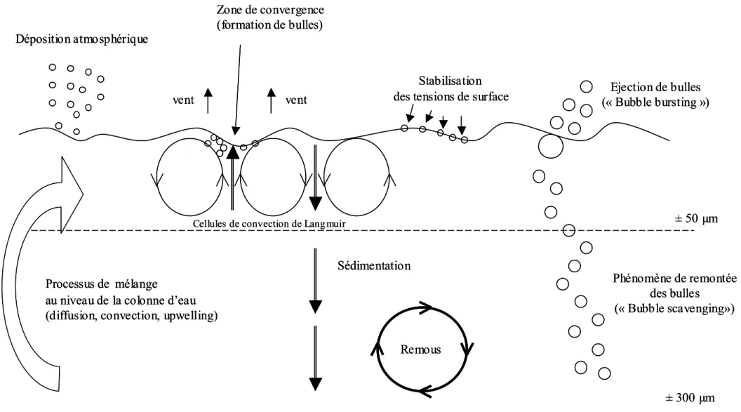 Figure 3 : Les différents processus physiques se déroulant au niveau de la microcouche de surface, modifié d’après Hunter (1980) Processus de mélange