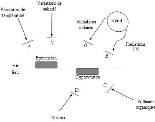 Figure 6 : Les différents stress environnementaux auxquels le bactérioneuston doit faire face,  et mécanismes possibles d’adaptation, d’après Maki (2002) 
