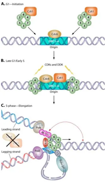 Figure 7 : Rôle des protéines MCM 2 à 7 lors des différentes étapes du cycle cellulaire (Bochman et Schwacha,  2009)