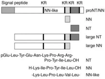 Figure  11 :  Schéma  représentant  la  protéine  précurseur  de  la  NTS  /  NN  et  les  différents  peptides  produits  (d’après Kitabgi et al, 2006)