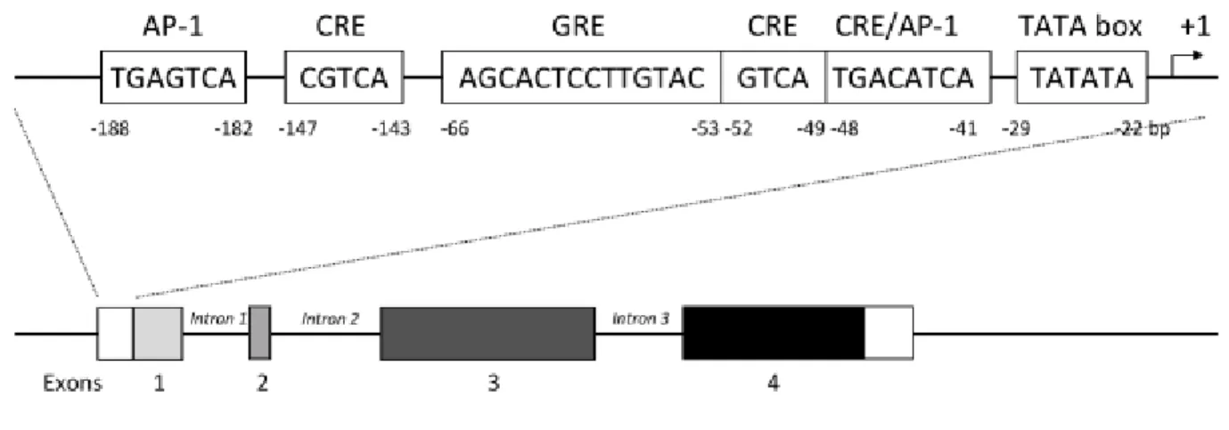 Figure 12 : Le gène de la neurotensine et sa séquence promotrice contenant les séquences élements de réponse  AP-1, CRE et GRE (d’après Rostene et Alexander, 1997).