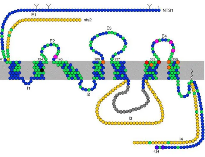 Figure 13 : Schéma représentant le NTSR1, récepteur à 7 domaines transmembranaires (d’après Vincent et al.,  1999)
